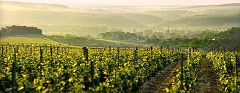 Vineyard of Alexandre Bonnet at Les Riceys Aube France   Ros des Riceys  Champagne