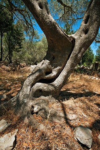 Old olive tree on Paxos Ionian Islands Greece