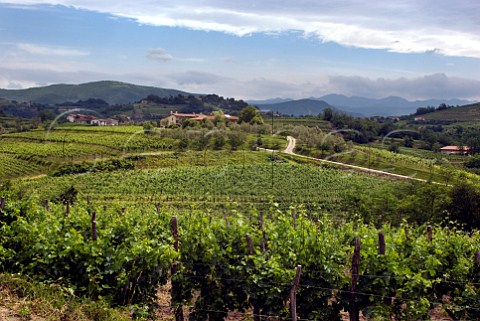 Vineyards of Skok at Giasbana San Floriano del Collio Friuli Italy  Collio