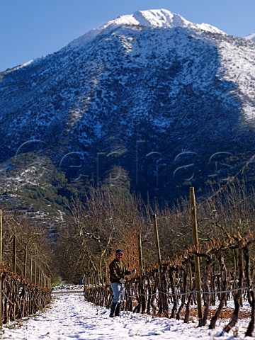 Pruning Chardonnay vines in vineyard of William Fvre with the Andes beyond Maipo Valley Chile