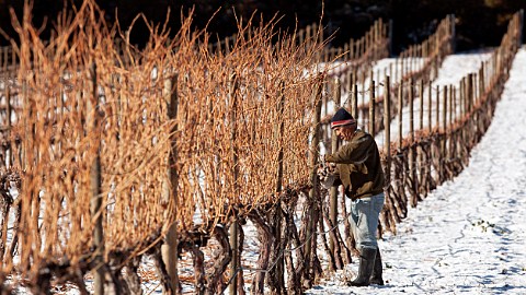 Pruning Chardonnay vines in vineyard of William Fvre Maipo Valley Chile