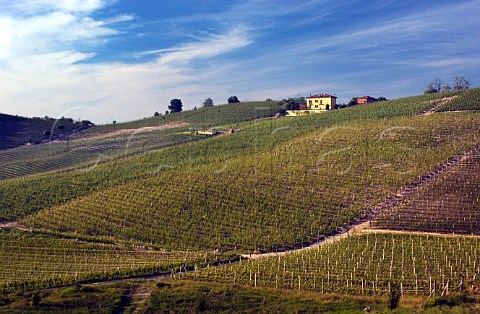 Romirasco vineyard of Poderi Aldo Conterno at Bussia Monforte dAlba Piemonte Italy   Barolo