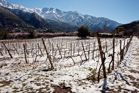 Pinot Noir vineyard of William Fvre with the Andes mountains beyond Maipo Valley Chile
