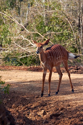 Female Nyala in HluhluweUmfolozi Game Reserve KwaZuluNatal South Africa