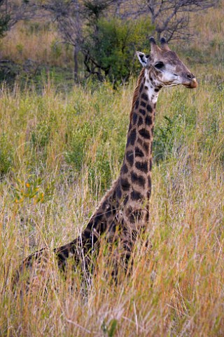 Giraffe in HluhluweUmfolozi Game Reserve KwaZuluNatal South Africa