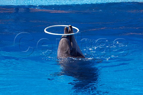 Dolphin show at uShaka Marine World Durban KwaZuluNatal South Africa