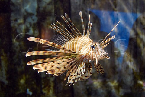 Devil Firefish at uShaka Marine World Durban KwaZuluNatal South Africa