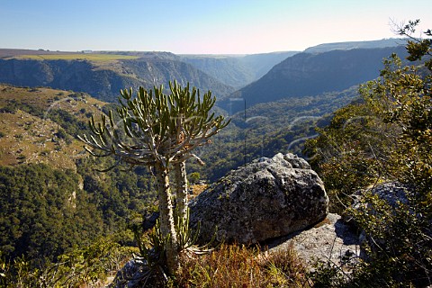 Oribi Gorge Nature Reserve near Port Shepstone KwaZuluNatal South Africa