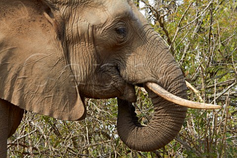 Elephant in Natal Lion Park near Pietermaritzburg KwaZuluNatal South Africa