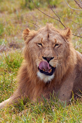 Lioness in Natal Lion Park near Pietermaritzburg KwaZuluNatal South Africa