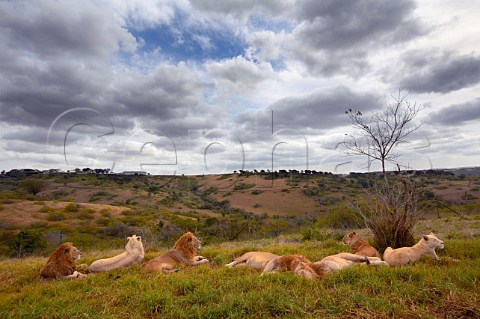 Pride of lions resting Natal Lion Park near Pietermaritzburg KwaZuluNatal South Africa