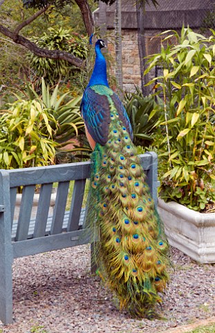 Peacock in Mitchell Park Zoo Durban KwaZuluNatal South Africa