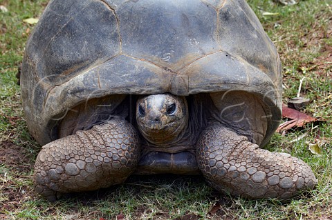Aldabra Giant Tortoise in Mitchell Park Zoo Durban KwaZuluNatal South Africa