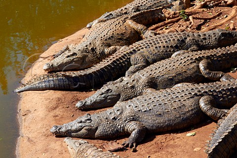 Nile Crocodiles at Crocworld near Scottburgh KwaZuluNatal South Africa