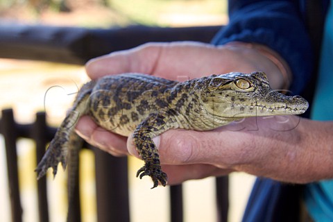 10week old Nile Crocodile at Crocworld near Scottburgh KwaZuluNatal South Africa