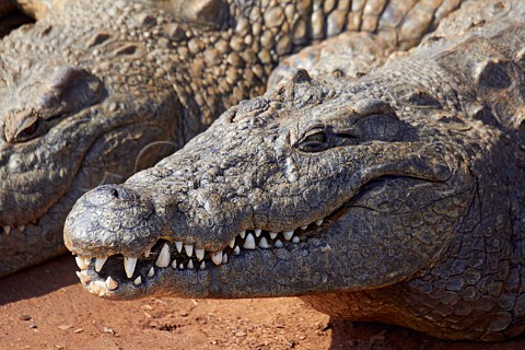 Nile Crocodiles at Crocworld near Scottburgh KwaZuluNatal South Africa