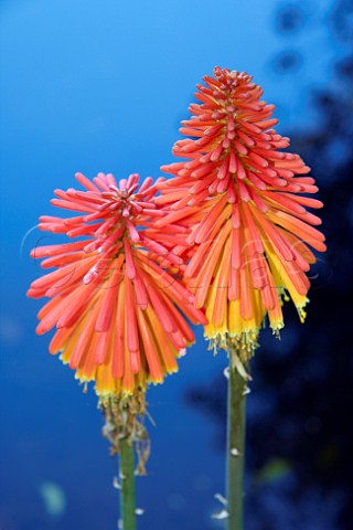 Red Hot Poker flowers South Africa