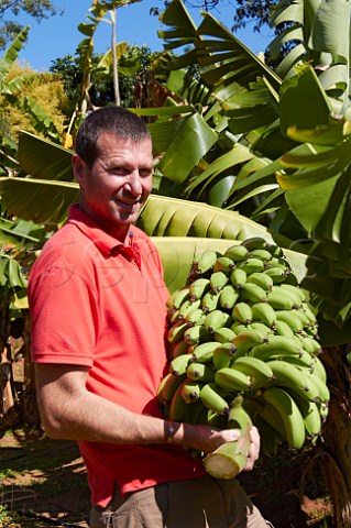 Man harvesting bananas Amanzimtoti KwaZuluNatal South Africa