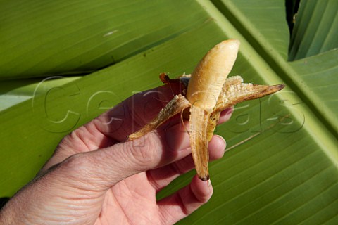 Hand holding tiny banana South Africa