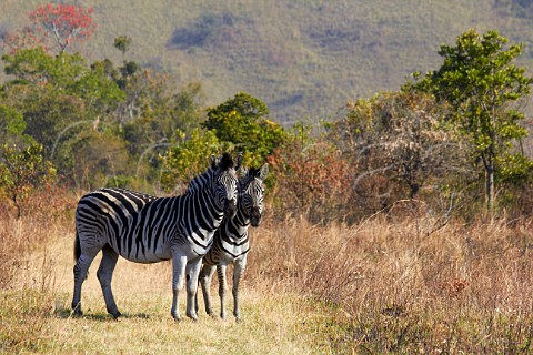 Pair of Zebra in Vernon Crookes Nature Reserve near Scottburgh KwaZuluNatal South Africa