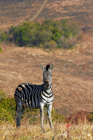 Zebra in Vernon Crookes Nature Reserve near Scottburgh KwaZuluNatal South Africa