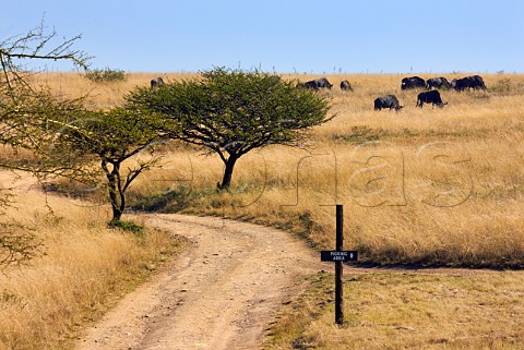 Wildebeest in Tala Game Reserve near Pietermaritzburg KwaZuluNatal South Africa