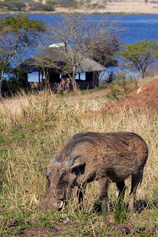 Male Warthog in Tala Game Reserve near Pietermaritzburg KwaZuluNatal South Africa