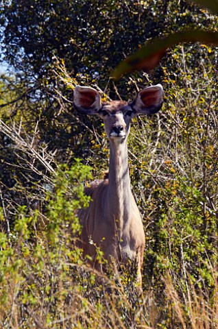 Female Kudu in Tala Game Reserve near Pietermaritzburg KwaZuluNatal South Africa