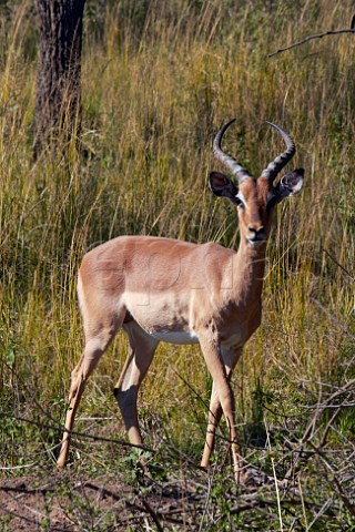 Male Impala in Tala Game Reserve near Pietermaritzburg KwaZuluNatal South Africa