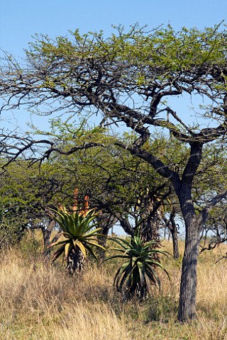 Cape Aloe plants growing amongst the trees in Tala Game Reserve near Pietermaritzburg KwaZuluNatal South Africa