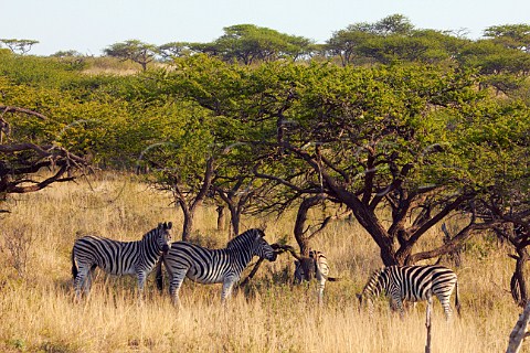 Zebra in Tala Game Reserve near Pietermaritzburg KwaZuluNatal South Africa