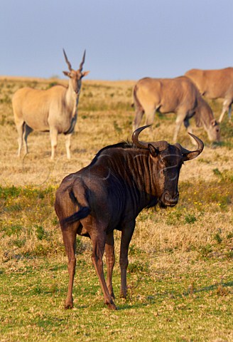Blue Wildebeest and female Eland in Tala Game Reserve near Pietermaritzburg KwaZuluNatal South Africa