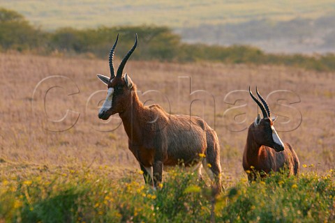 Blesbok in Tala Game Reserve near Pietermaritzburg KwaZuluNatal South Africa