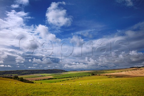 Sheep on the South Downs near Worthing Sussex England
