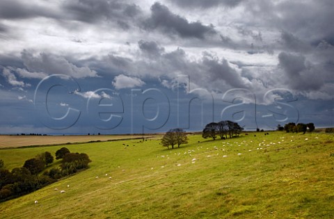 Sheep and cattle on the South Downs with the English Channel in distance  Near Worthing Sussex England