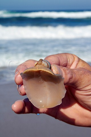 Sucker of a sea snail South Africa