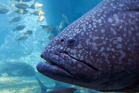 Brindle Bass at uShaka Marine World Durban KwaZuluNatal South Africa