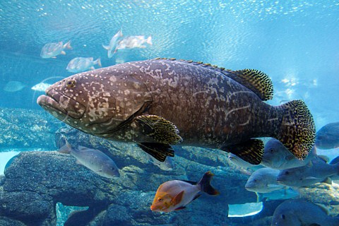 Brindle Bass at uShaka Marine World Durban KwaZuluNatal South Africa