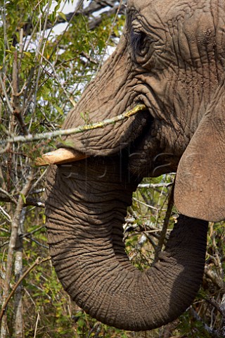 Elephant in Natal Lion Park near Pietermaritzburg KwaZuluNatal South Africa