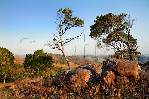 Vernon Crookes Nature Reserve near Scottburgh KwaZuluNatal South Africa