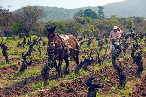 Ploughing with horse in old Carignan vineyard of La Reserva de Caliboro Cauquenes Maule Valley Chile