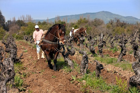 Ploughing with horses in 100year old Carignan vineyard of La Reserva de Caliboro Cauquenes Maule Valley Chile