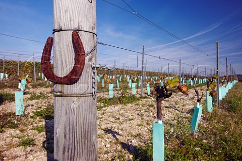 Horseshoe on a strainer post in section of old Bacchus vines which has been grafted to Pinot Noir for sparkling wine production  Exton Park Vineyard Exton Hampshire England