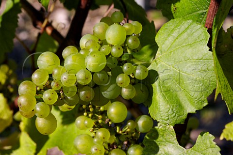 Uneven fruitset millerandage of Chardonnay grapes 