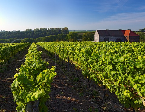 Chardonnay vines in Exton Park Vineyard Exton Hampshire England