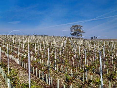 Young vines on chalk soil at Exton Park Vineyard Exton Hampshire England