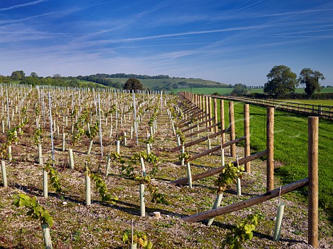 Young vines on chalk soil at Exton Park Vineyard   Exton Hampshire England