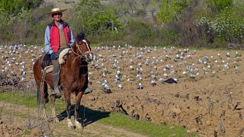 Nivaldo Morales on horseback next to his vineyard which has just had Grenache grafted onto the old Pas rootstocks Sauzal Maule Valley Chile