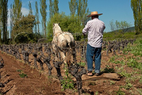 Using a horse to flatten the soil between the rows of old Pas vines San Javier Maule Valley Chile