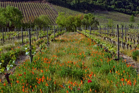 Californian Poppies in spring in Clos Apalta vineyard of Lapostolle Apalta Colchagua Valley Chile